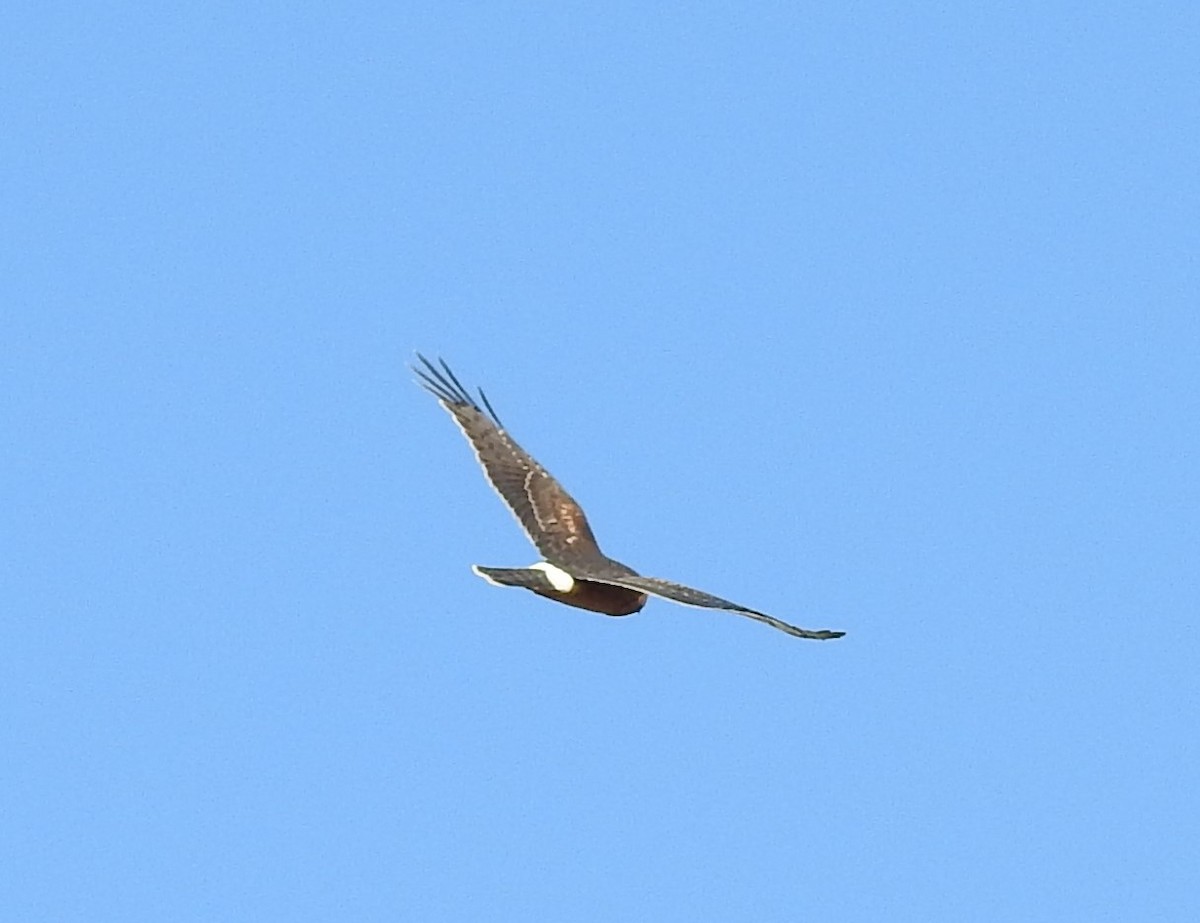 Northern Harrier - ML71382541