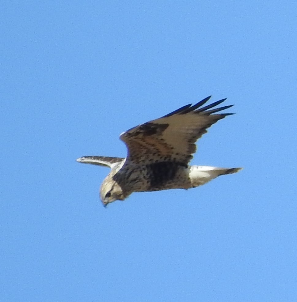 Rough-legged Hawk - ML71382801