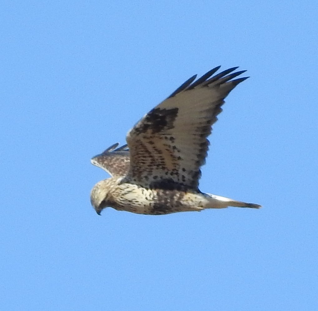 Rough-legged Hawk - ML71382811