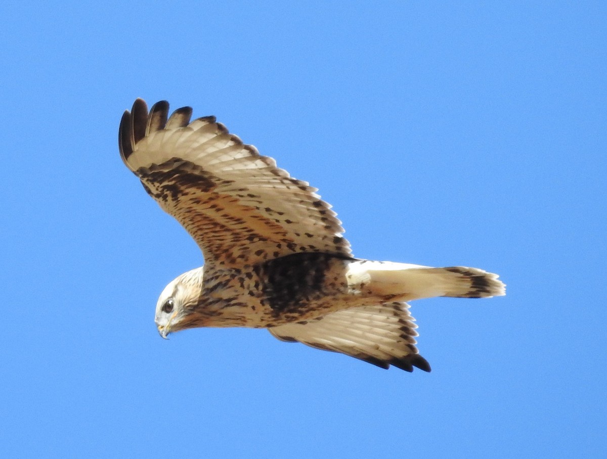 Rough-legged Hawk - ML71382891