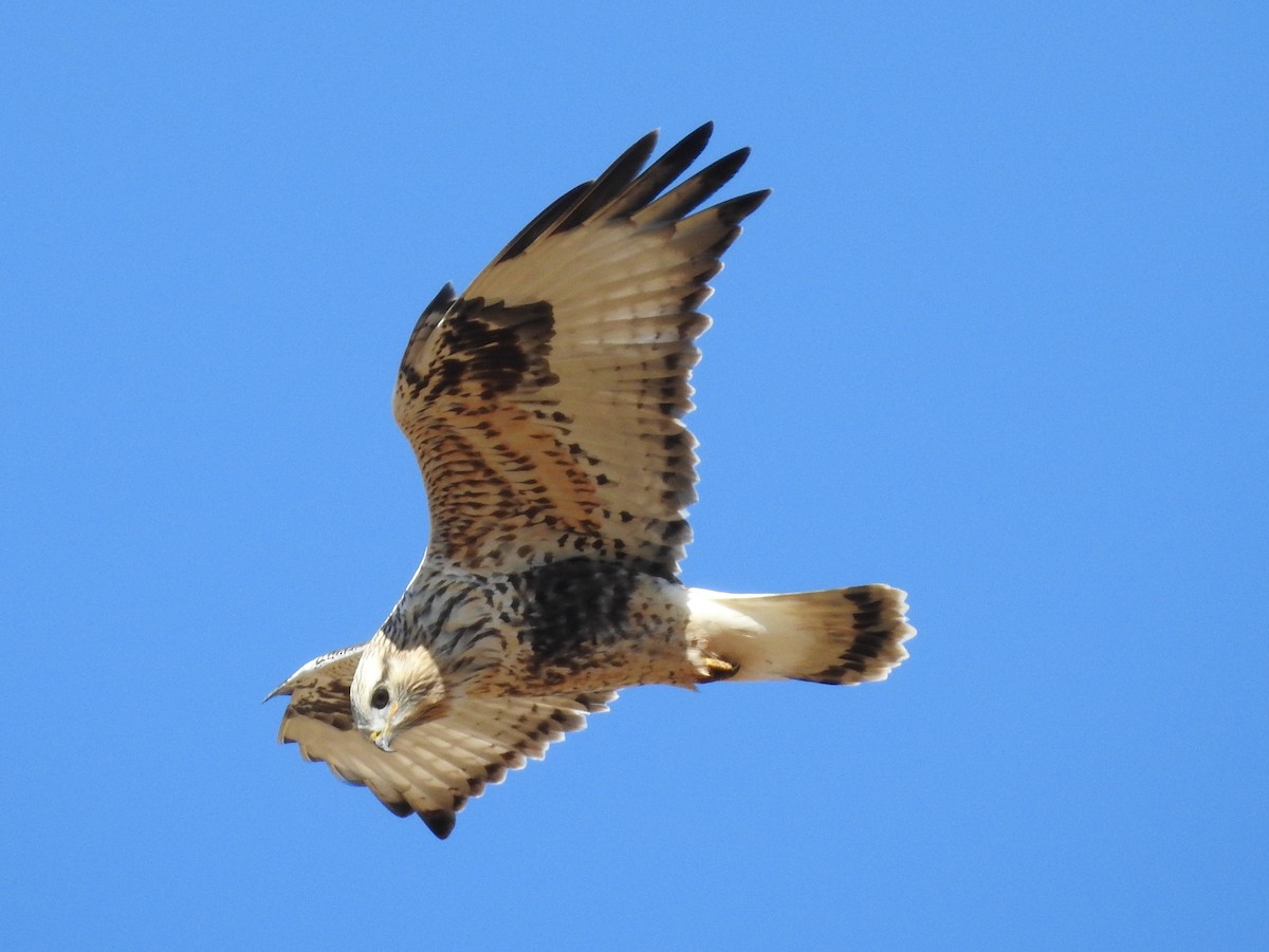 Rough-legged Hawk - ML71382951