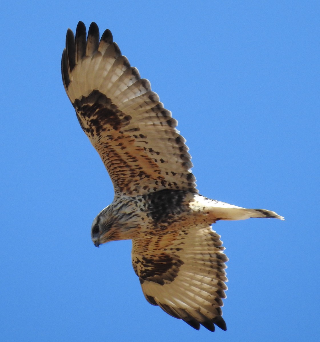 Rough-legged Hawk - ML71383131