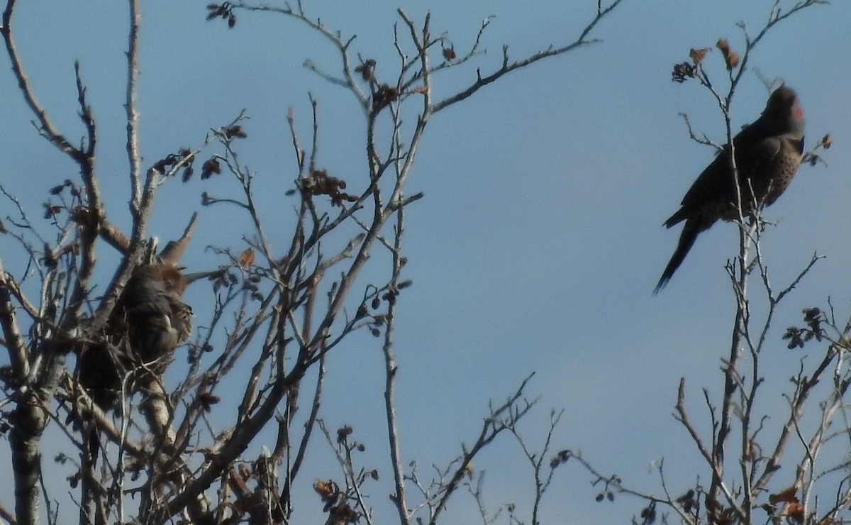 Northern Flicker (Red-shafted) - ML71383141