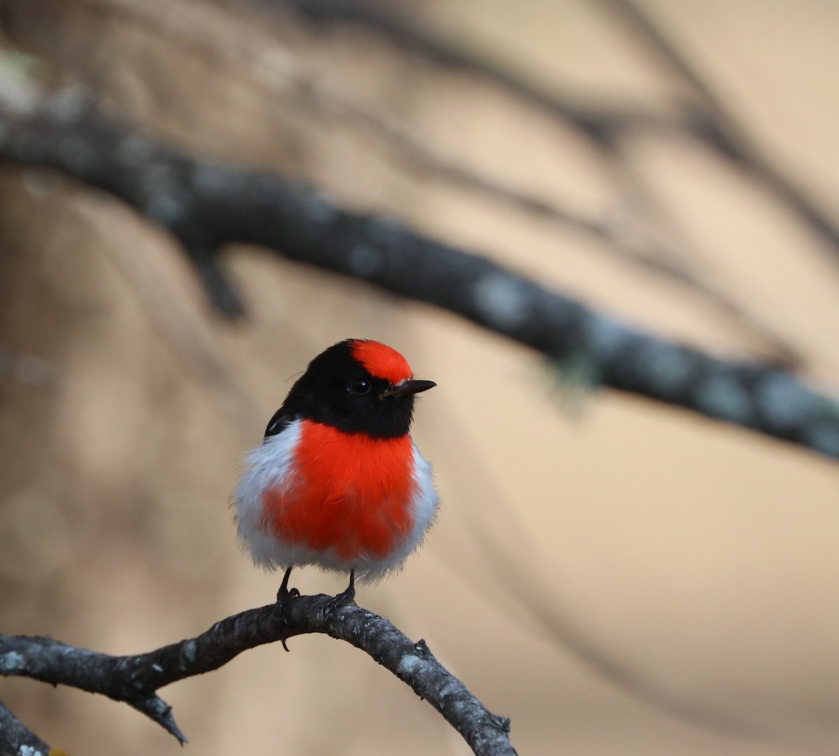 Red-capped Robin - Cheryl McIntyre