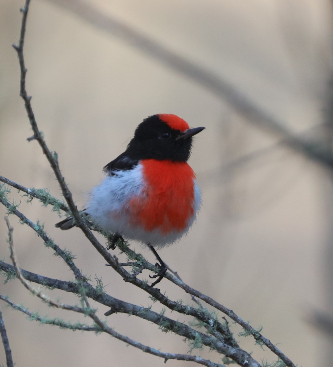 Red-capped Robin - Cheryl McIntyre