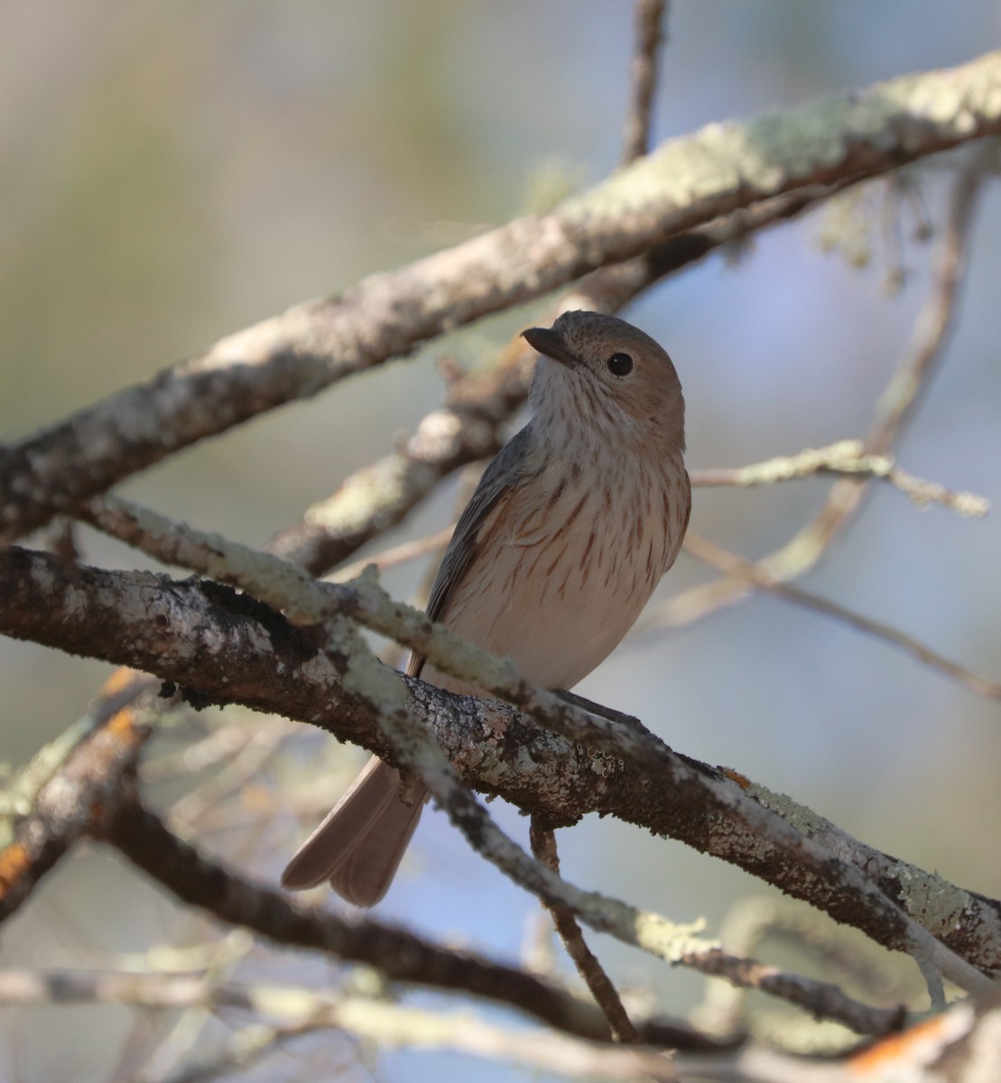 Rufous Whistler - ML71383901