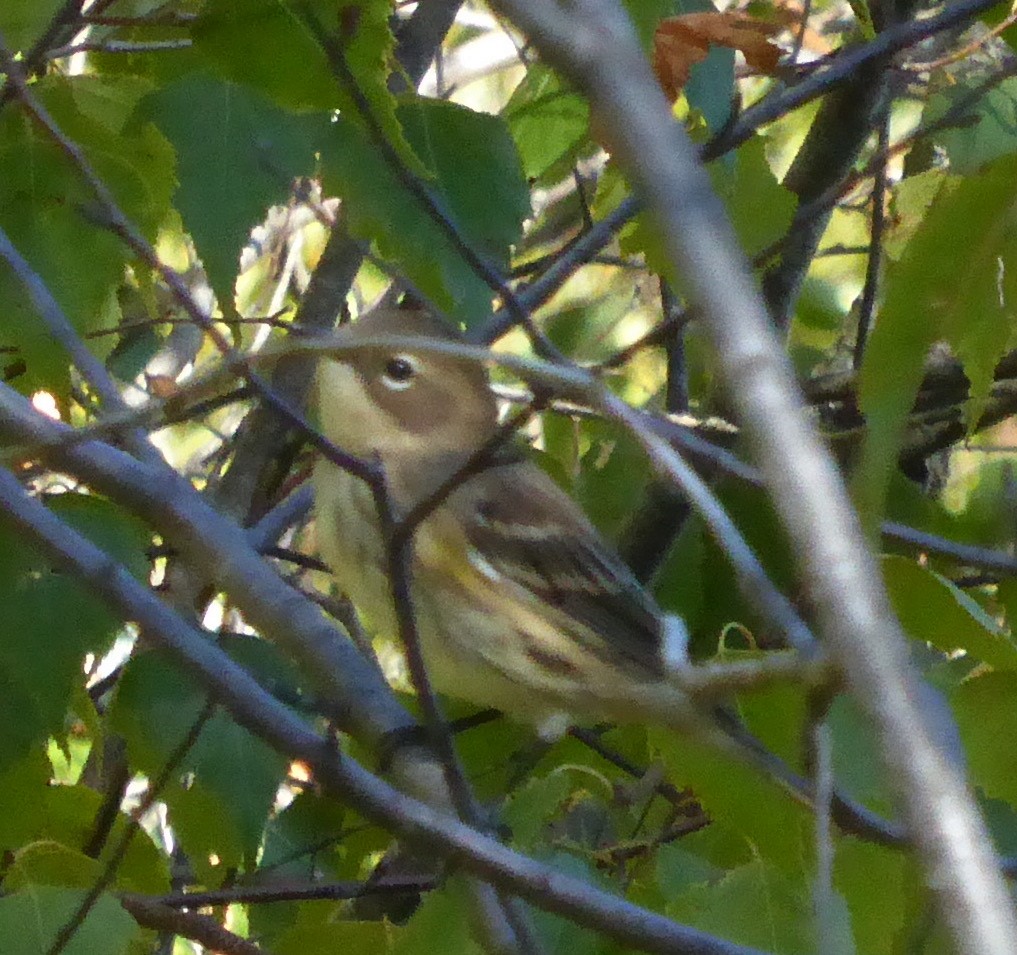 Pine Warbler - ML71384081