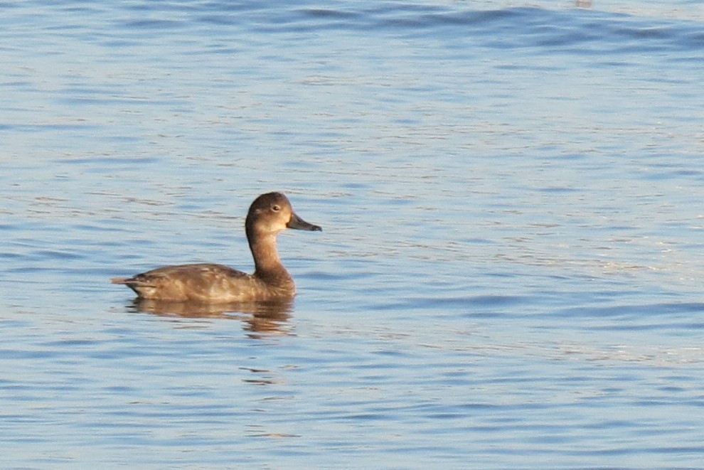 Redhead - David Antieau