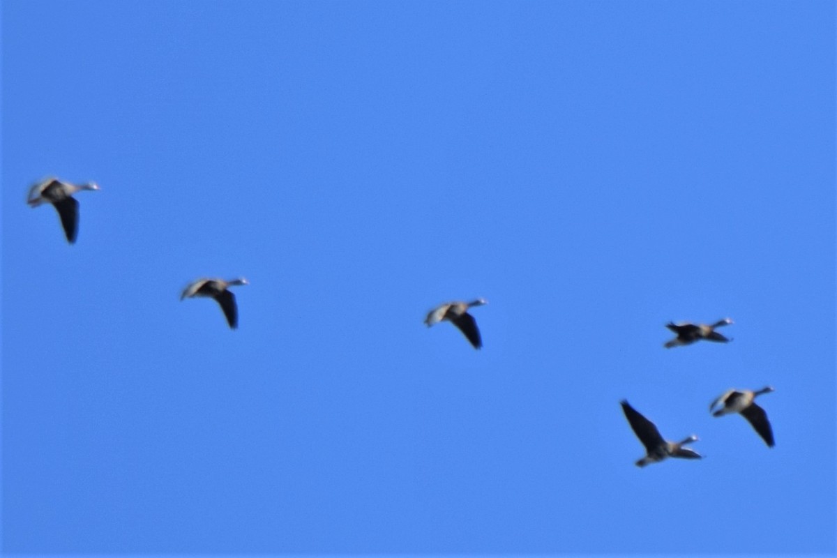 Greater White-fronted Goose - Ken Milender