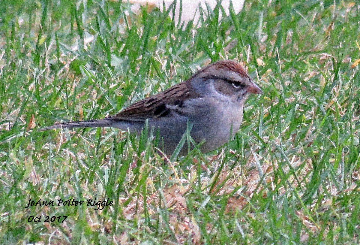 Chipping Sparrow - ML71384941