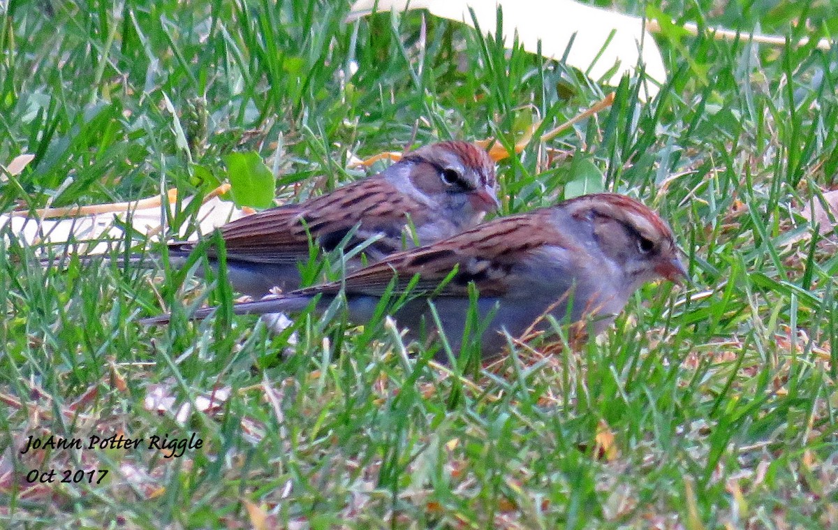 Chipping Sparrow - ML71384951