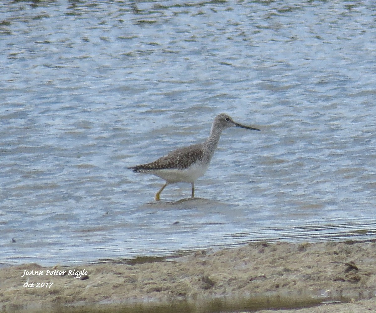Greater Yellowlegs - JoAnn Potter Riggle 🦤