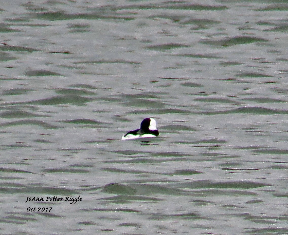 Bufflehead - ML71386021