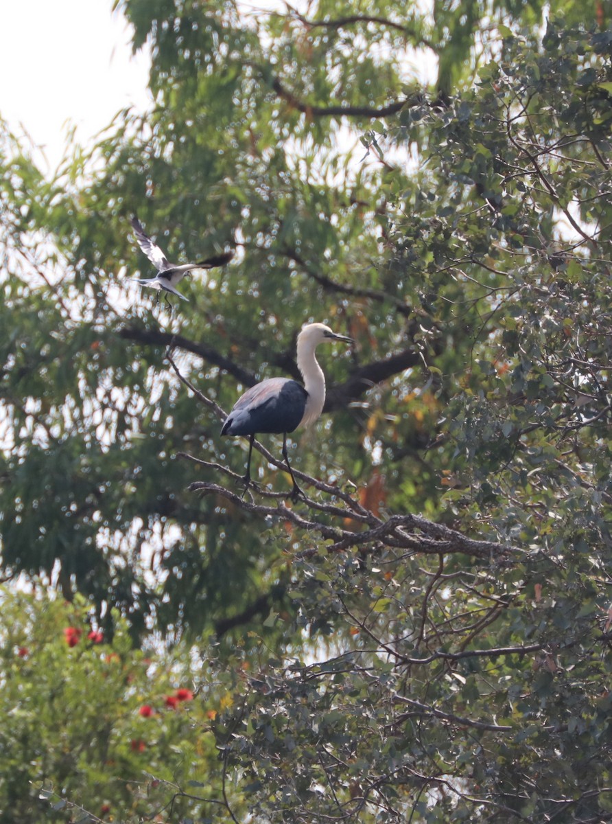 Garza Cuelliblanca - ML71386771