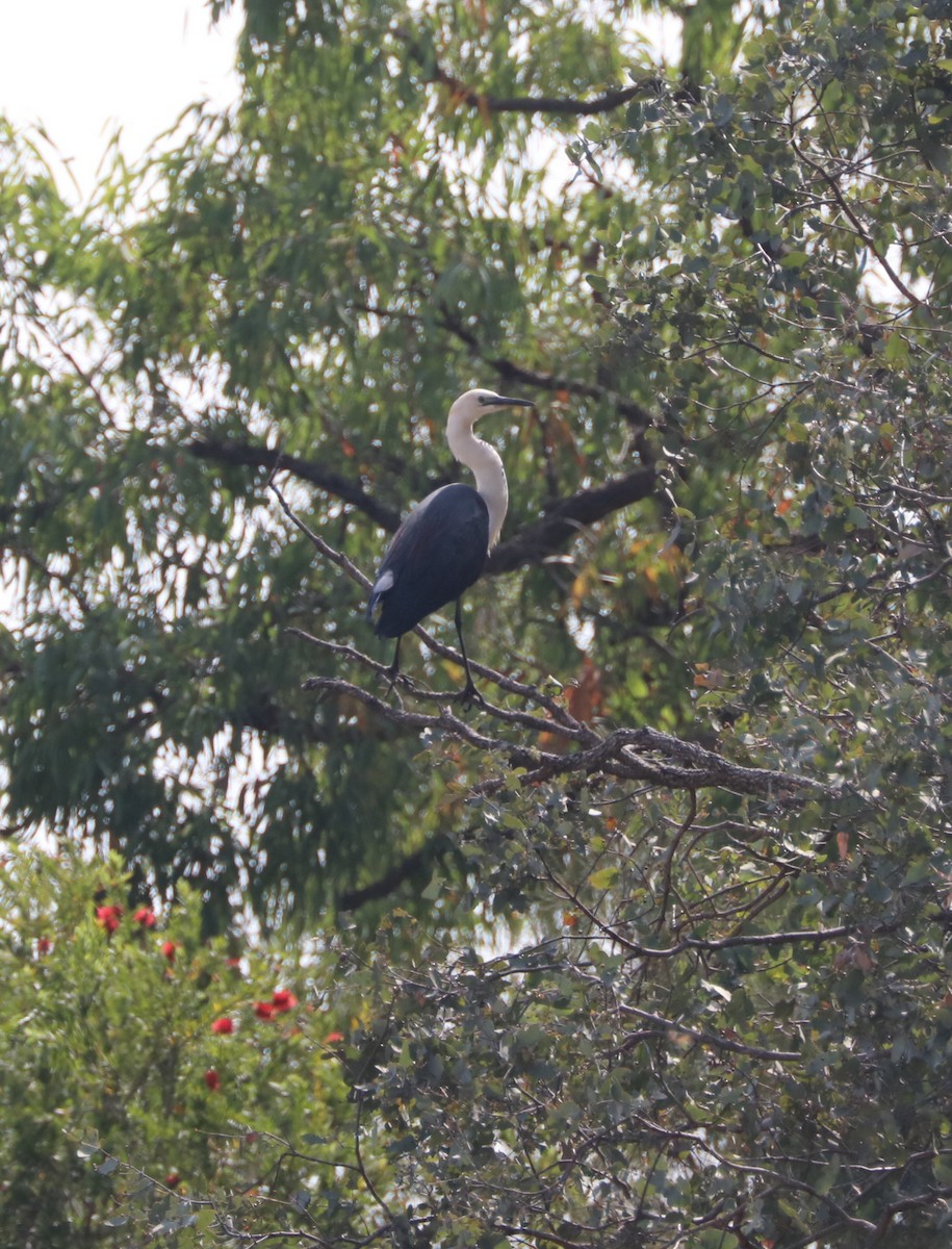 Garza Cuelliblanca - ML71386811