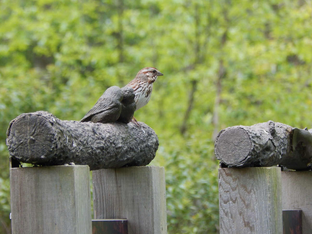 Song Sparrow - ML71387061