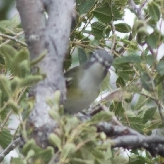 Cassin's/Blue-headed Vireo - Tony Leukering