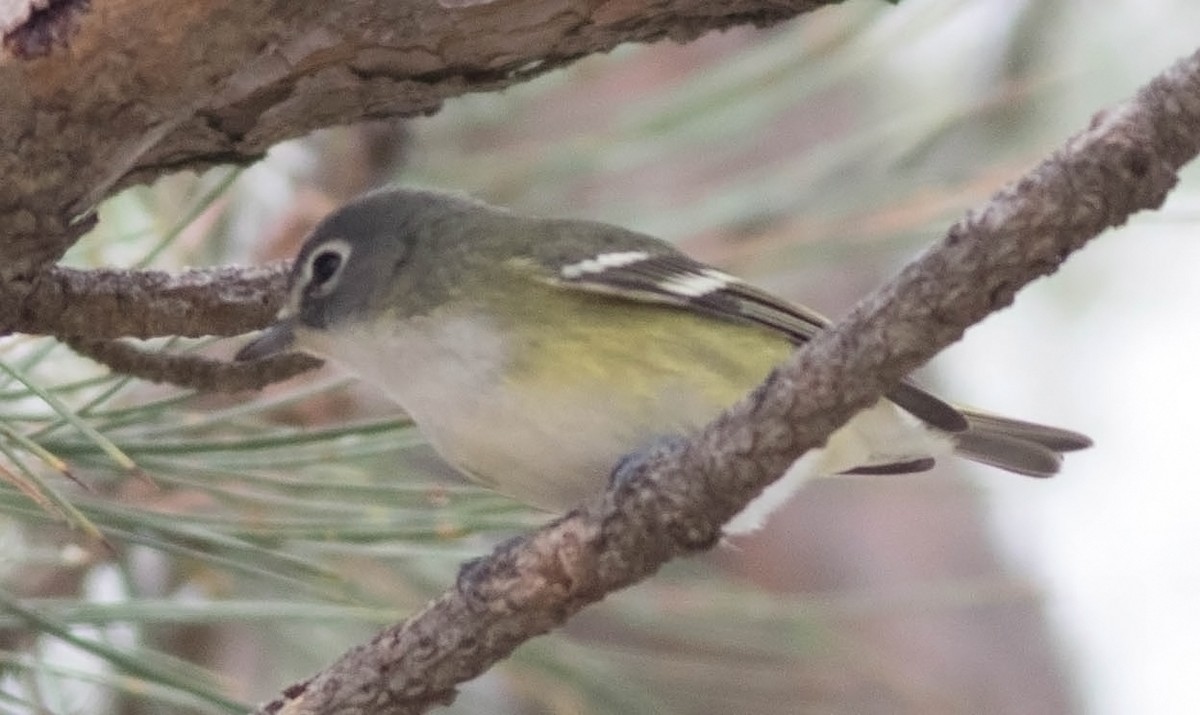 Cassin's/Blue-headed Vireo - Tony Leukering