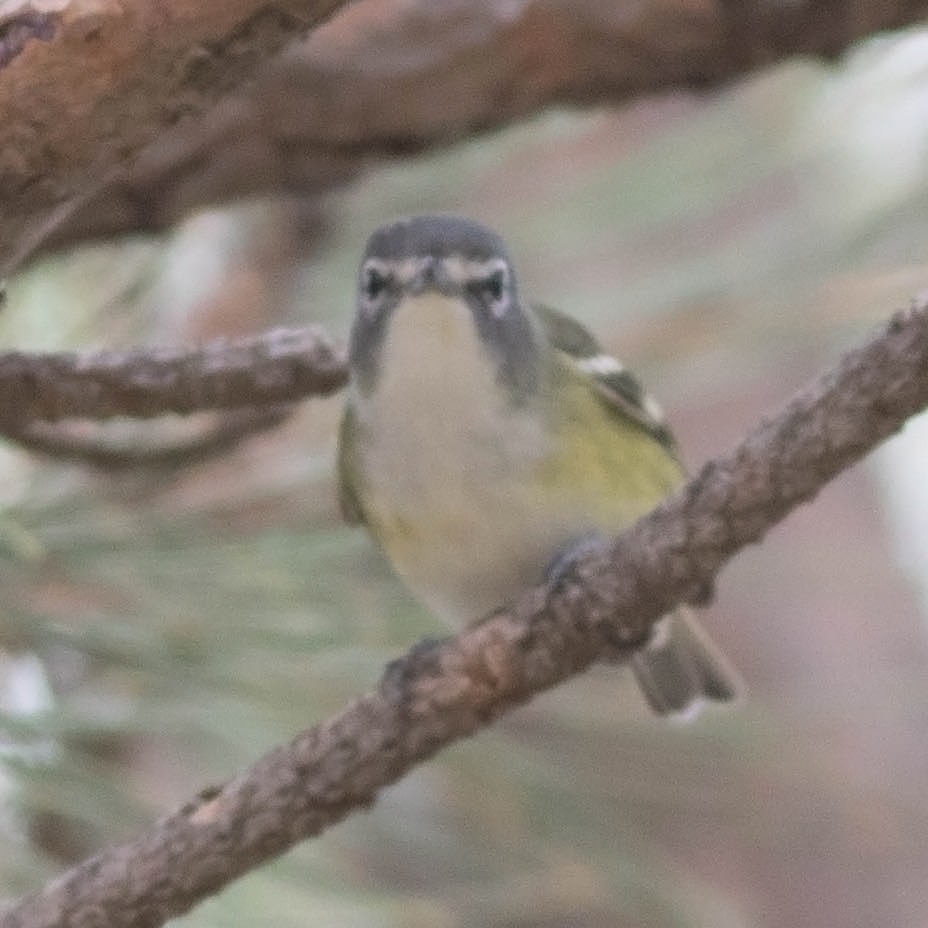 Cassin's/Blue-headed Vireo - Tony Leukering