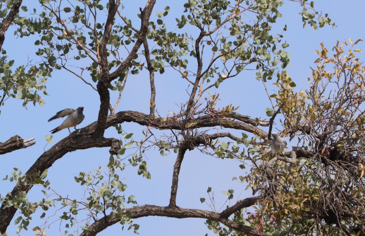 Ground Cuckooshrike - ML71388041