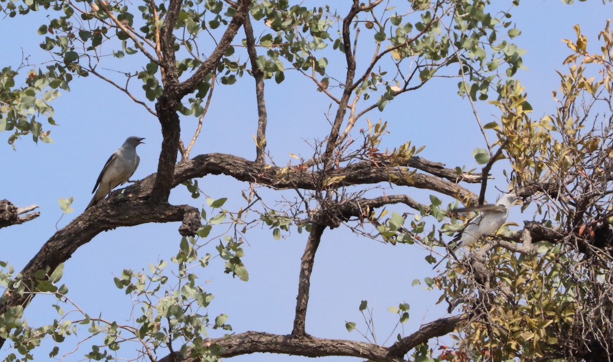 Ground Cuckooshrike - ML71388081