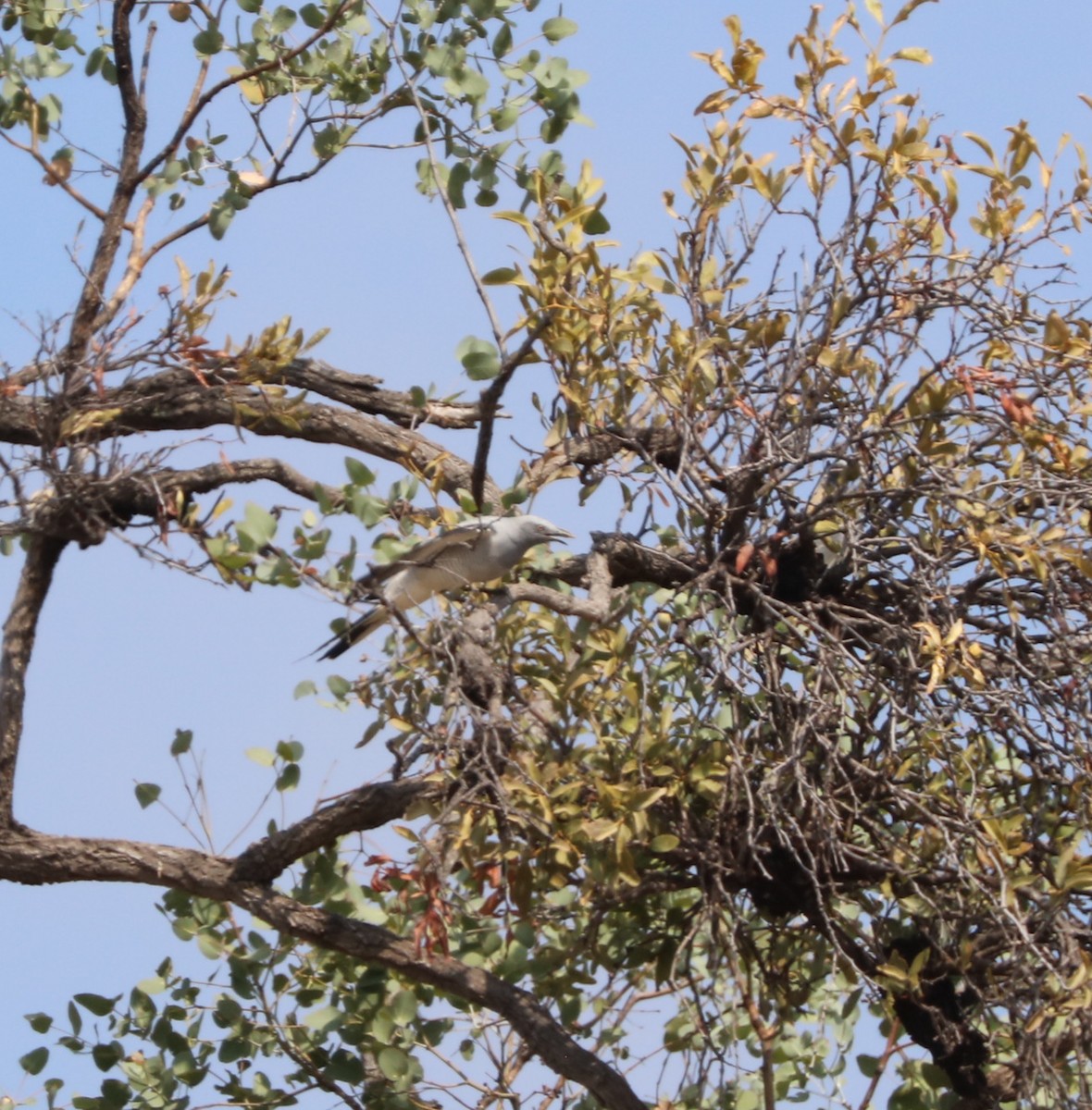 Ground Cuckooshrike - ML71388151