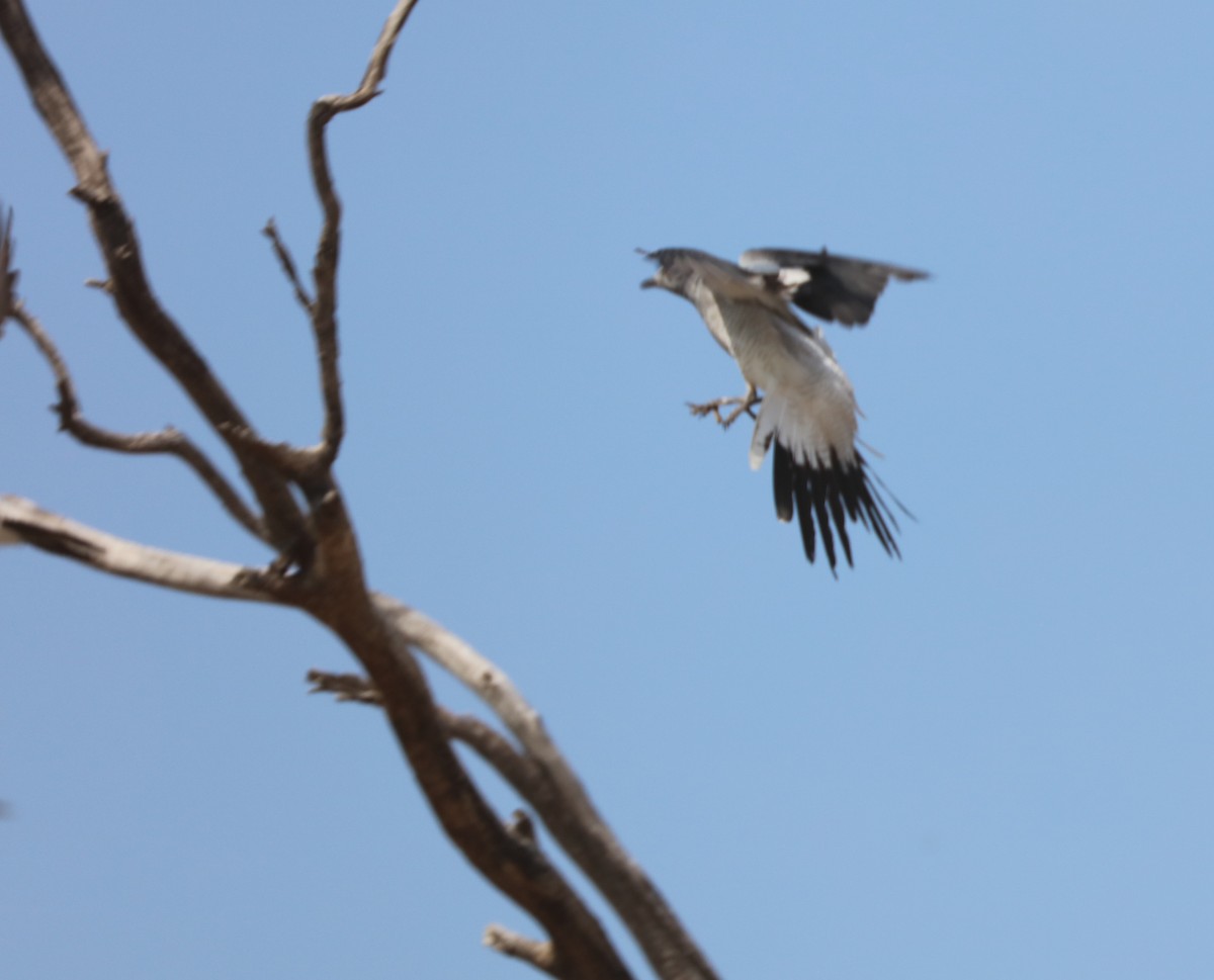 Ground Cuckooshrike - ML71388401