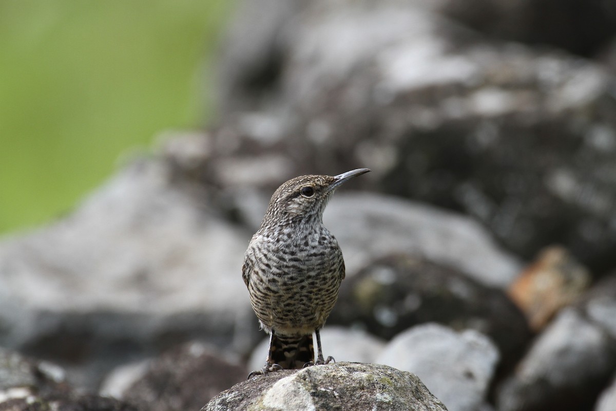 Rock Wren (Central American) - ML71389121