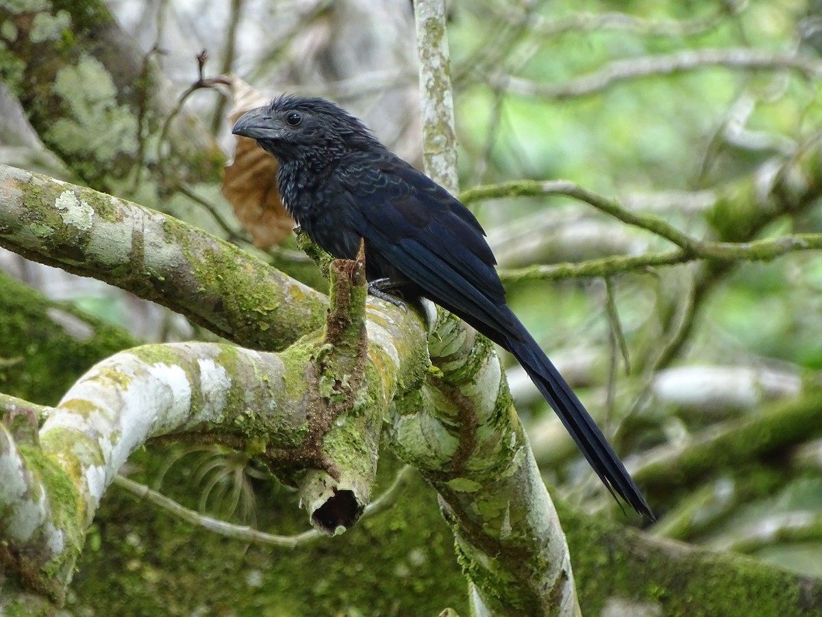 Groove-billed Ani - Alfonso Auerbach