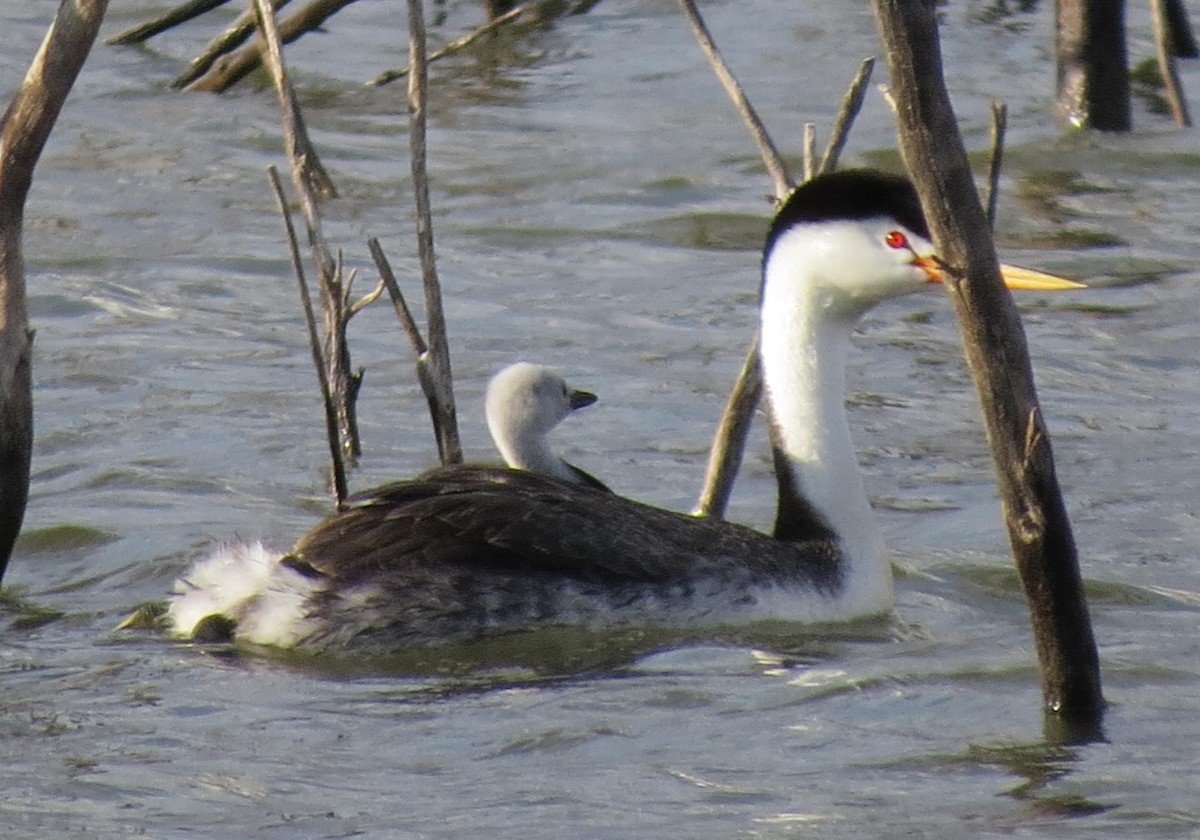 Clark's Grebe - Ed Dunn