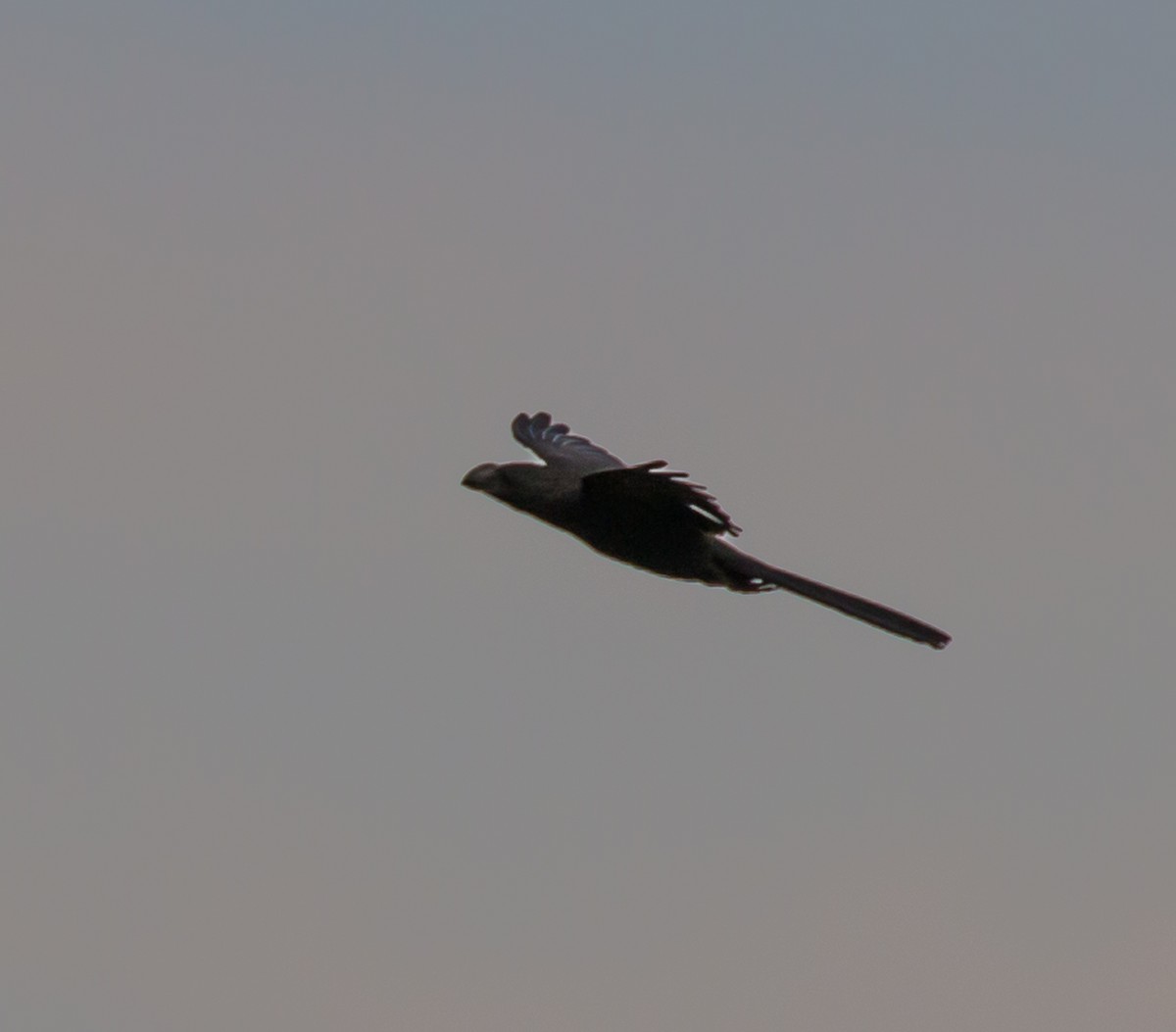 Smooth-billed Ani - ML71390761