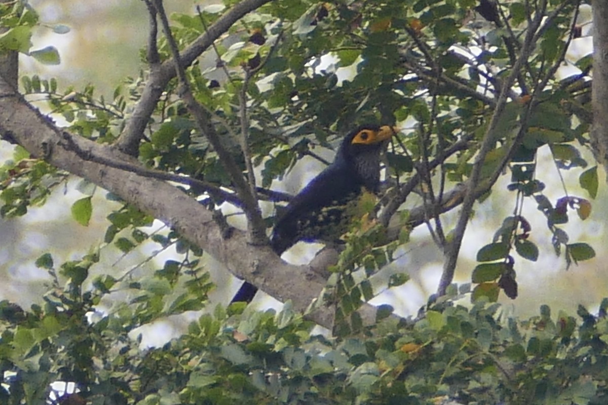 Yellow-billed Barbet - ML71393651