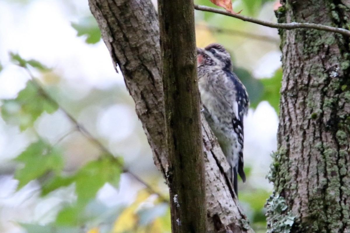 Yellow-bellied Sapsucker - ML71393841