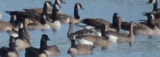 Greater White-fronted Goose - ML71394191