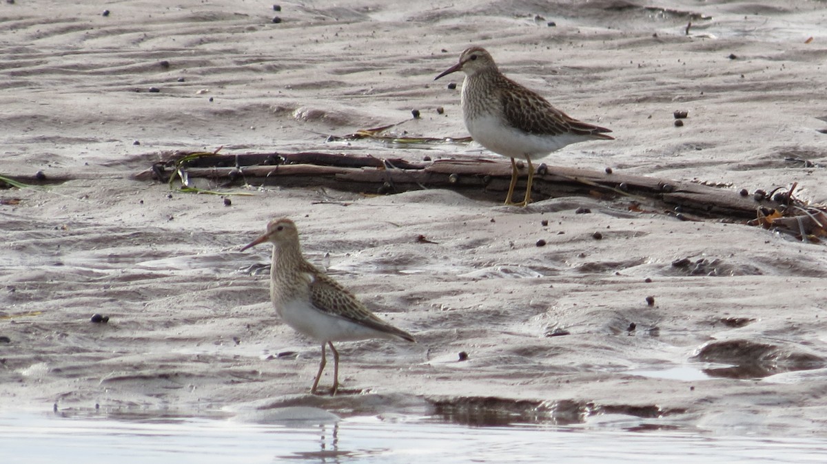 Graubrust-Strandläufer - ML71394661