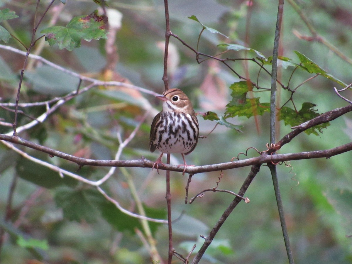 Ovenbird - ML71395051