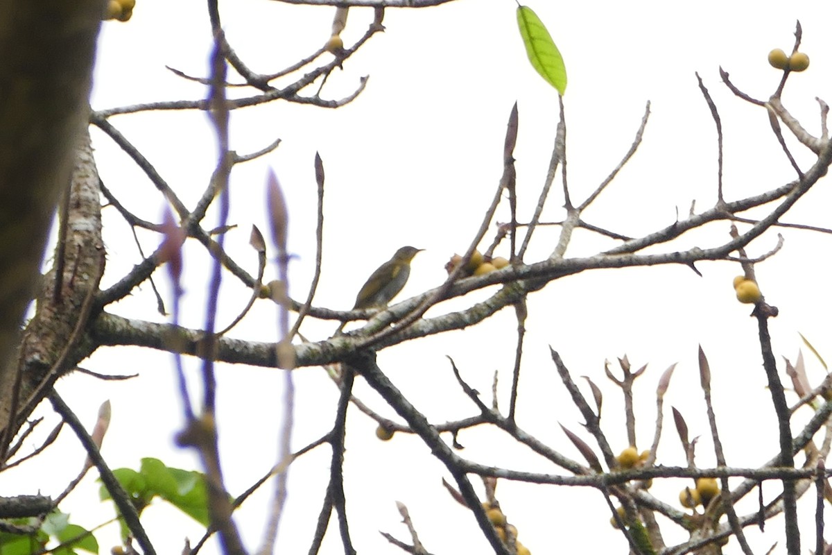 Yellow-necked Greenbul - ML71395071