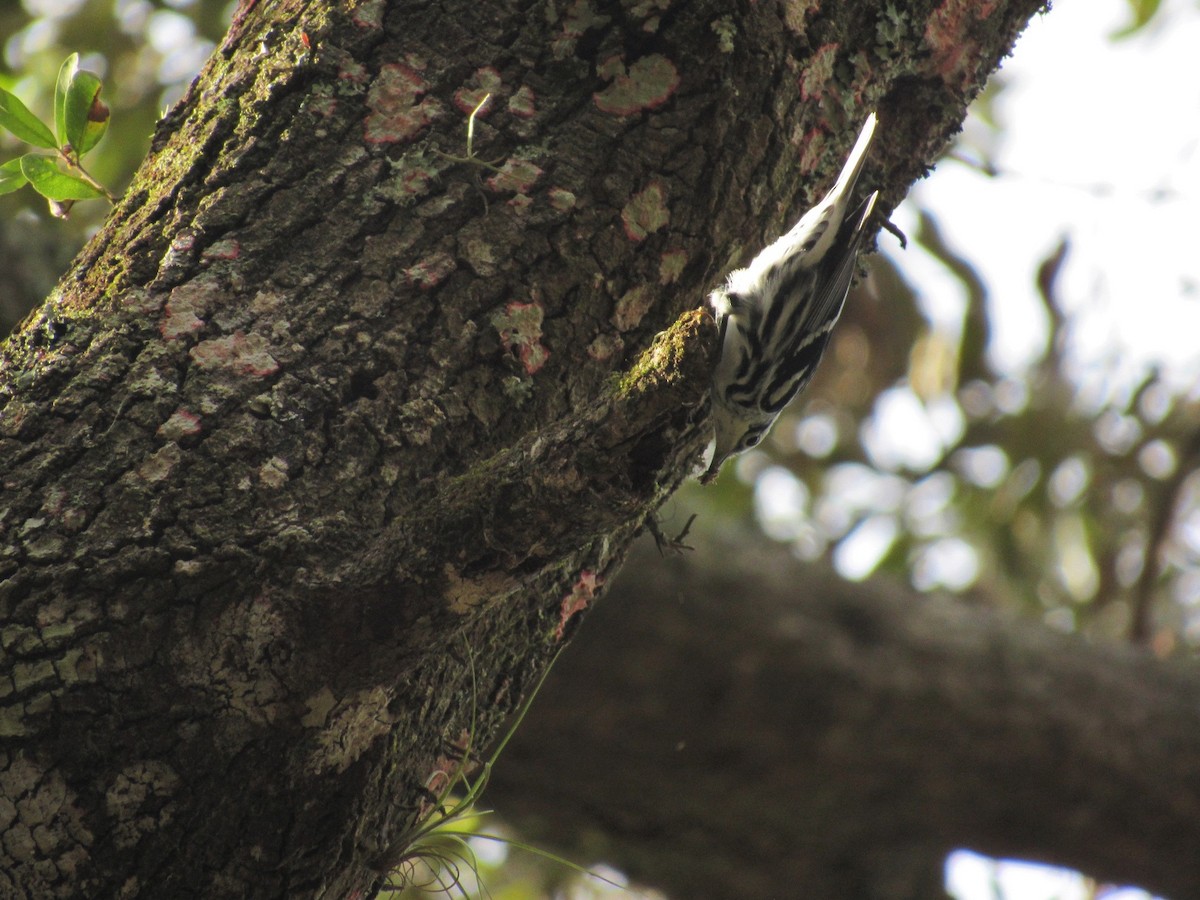 Black-and-white Warbler - David LaGrange