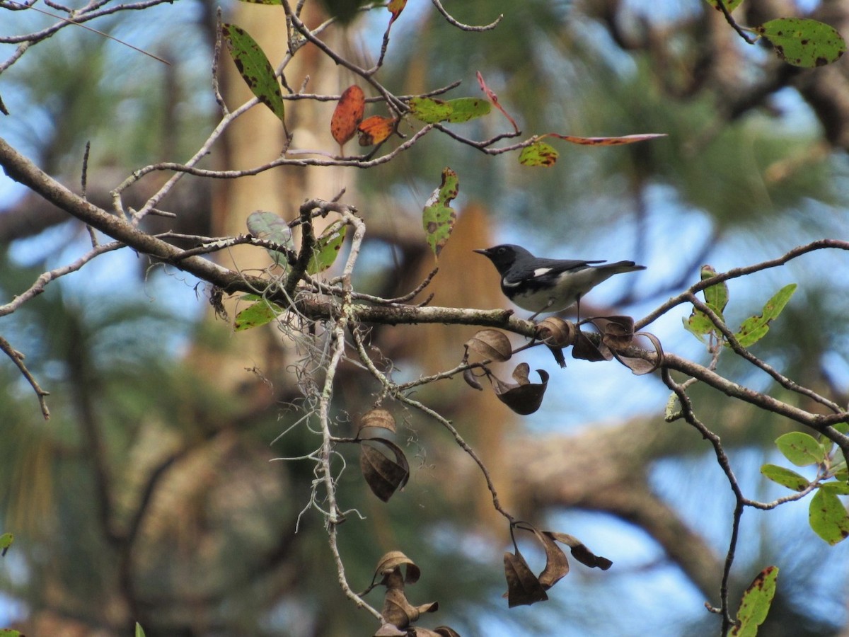 Black-throated Blue Warbler - ML71395301