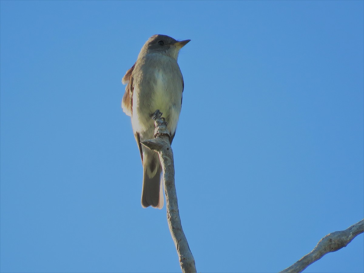 Western Wood-Pewee - ML71396121