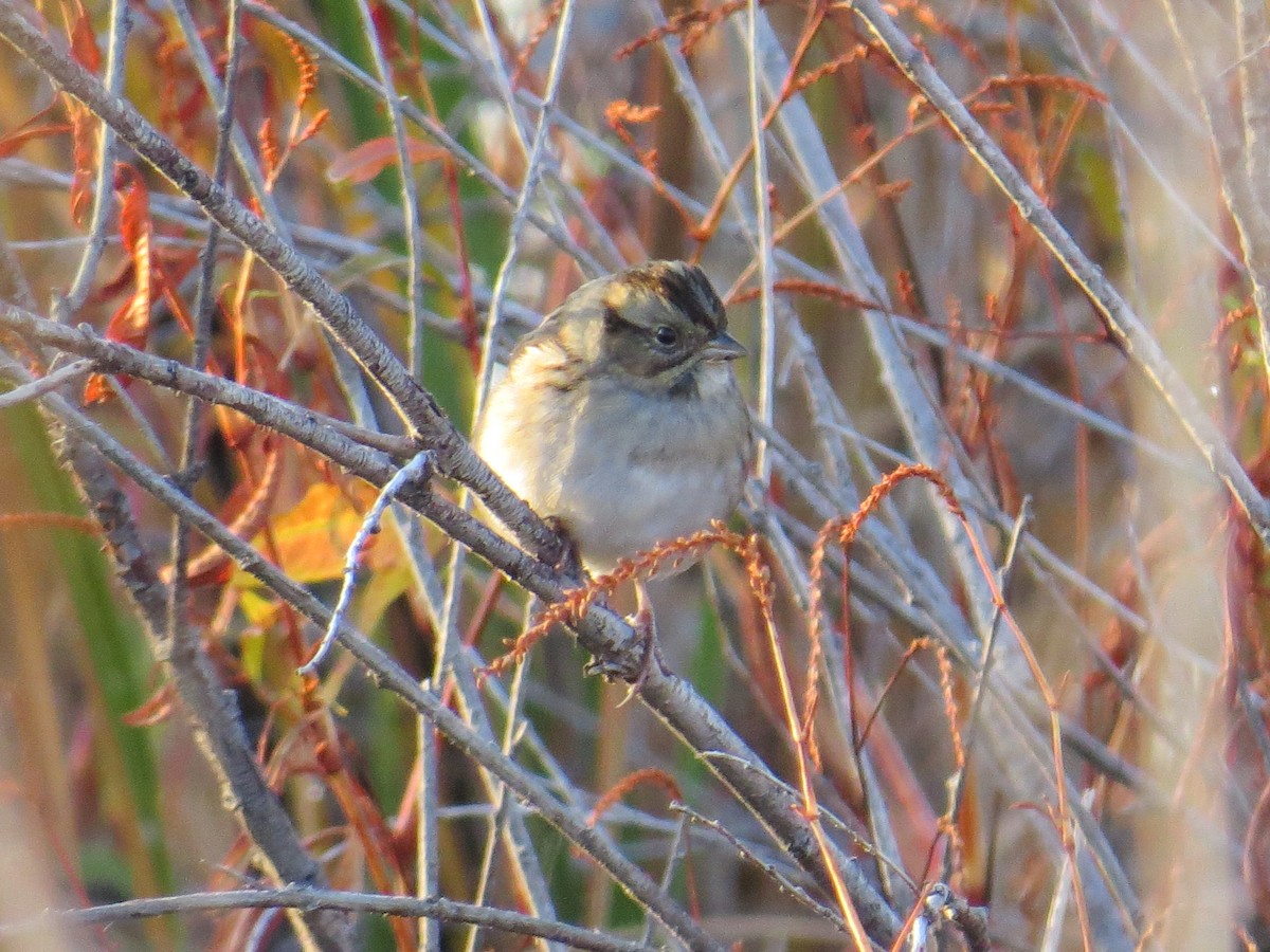 Swamp Sparrow - ML71396261