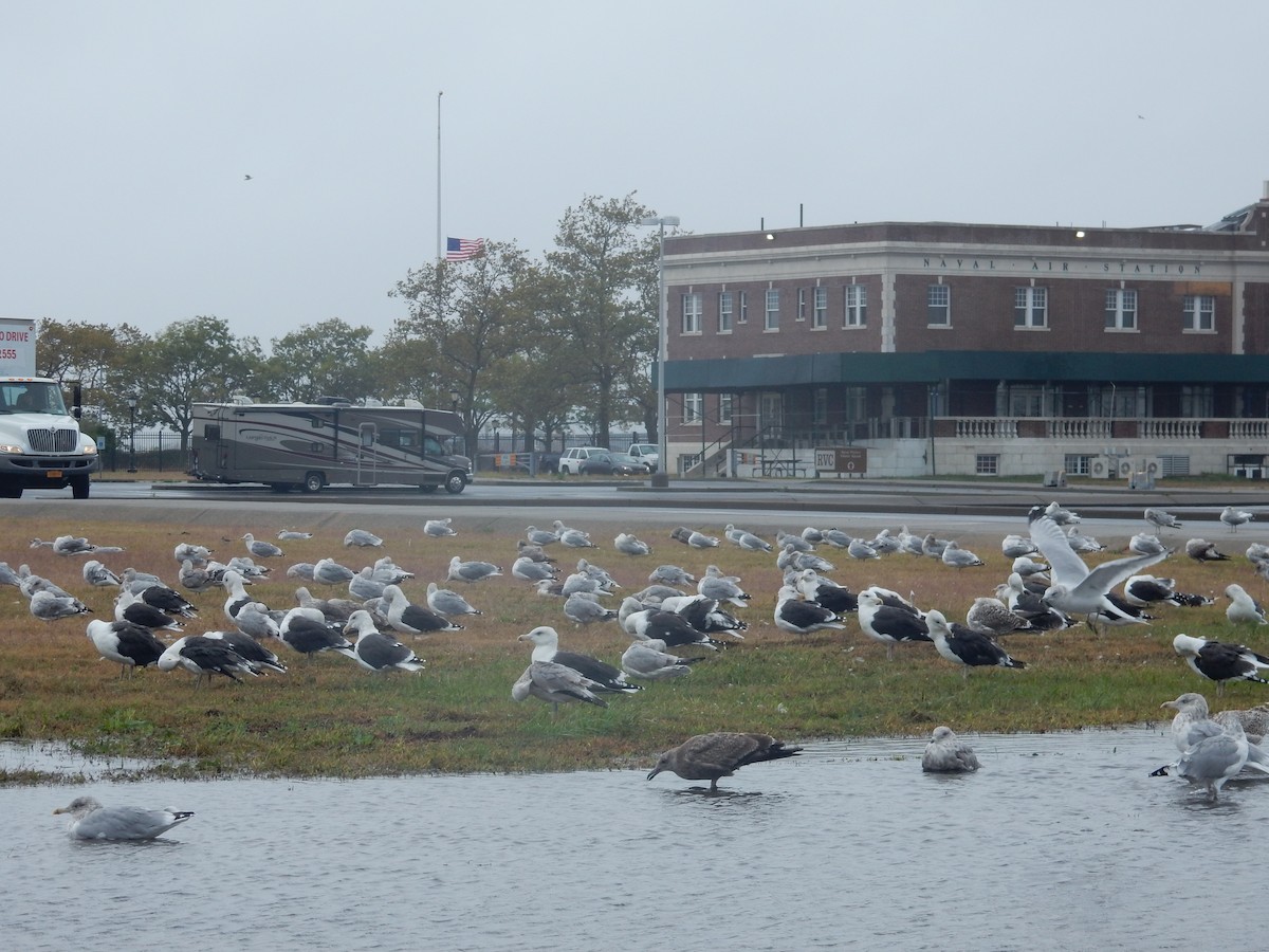 Great Black-backed Gull - ML71398381