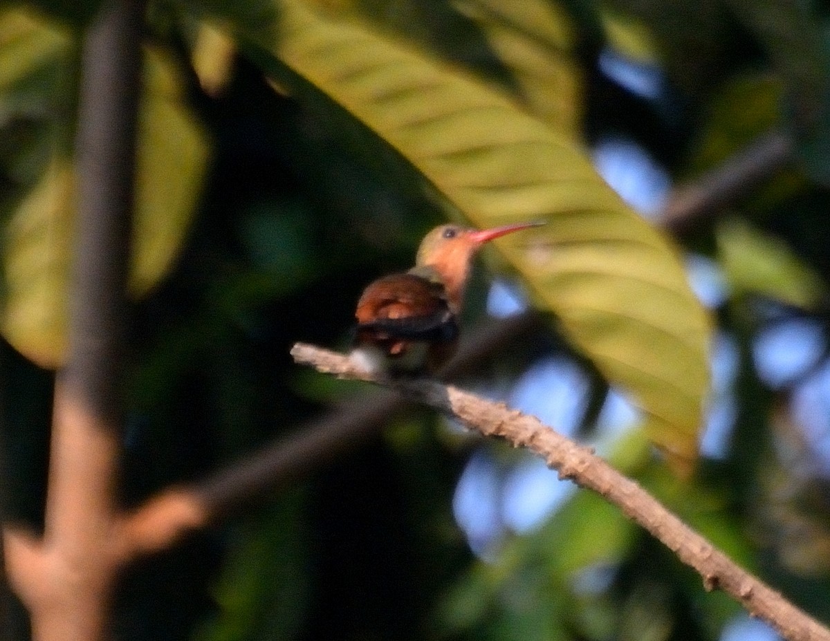 Cinnamon Hummingbird - ML71398431