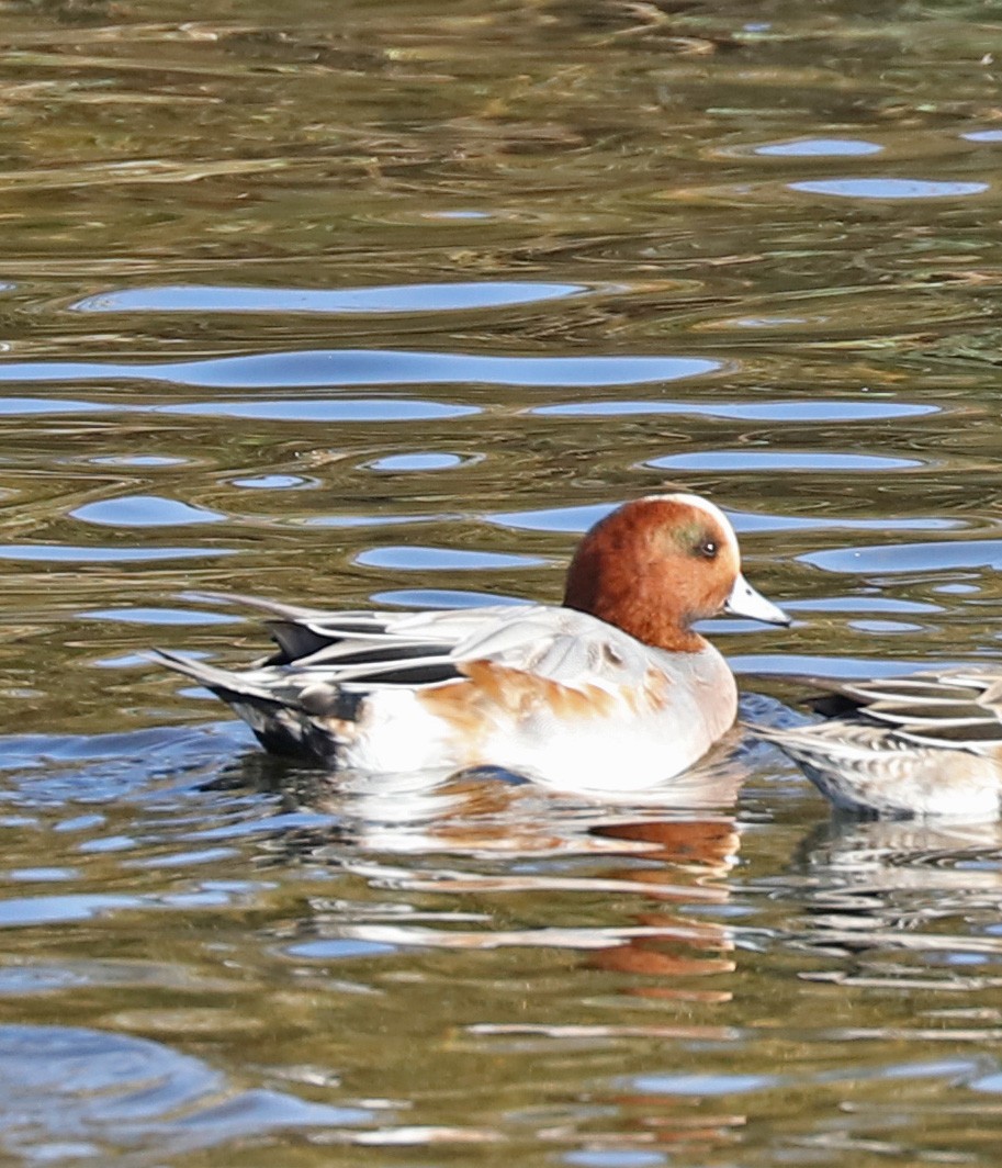 Eurasian Wigeon - John Bruin