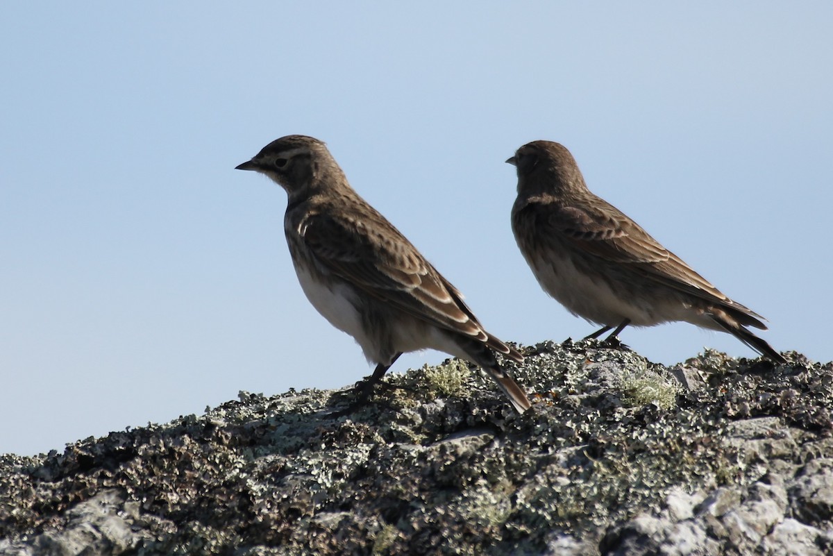 Horned Lark - ML71398991