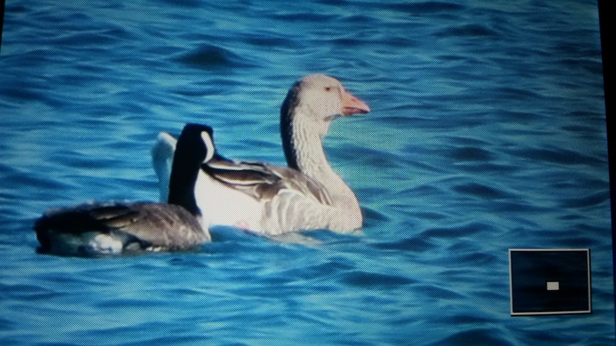 Graylag Goose (Domestic type) - ML71399731