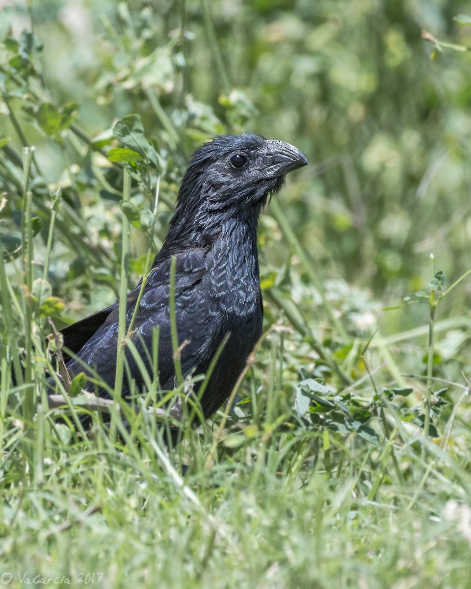 Groove-billed Ani - ML71400131