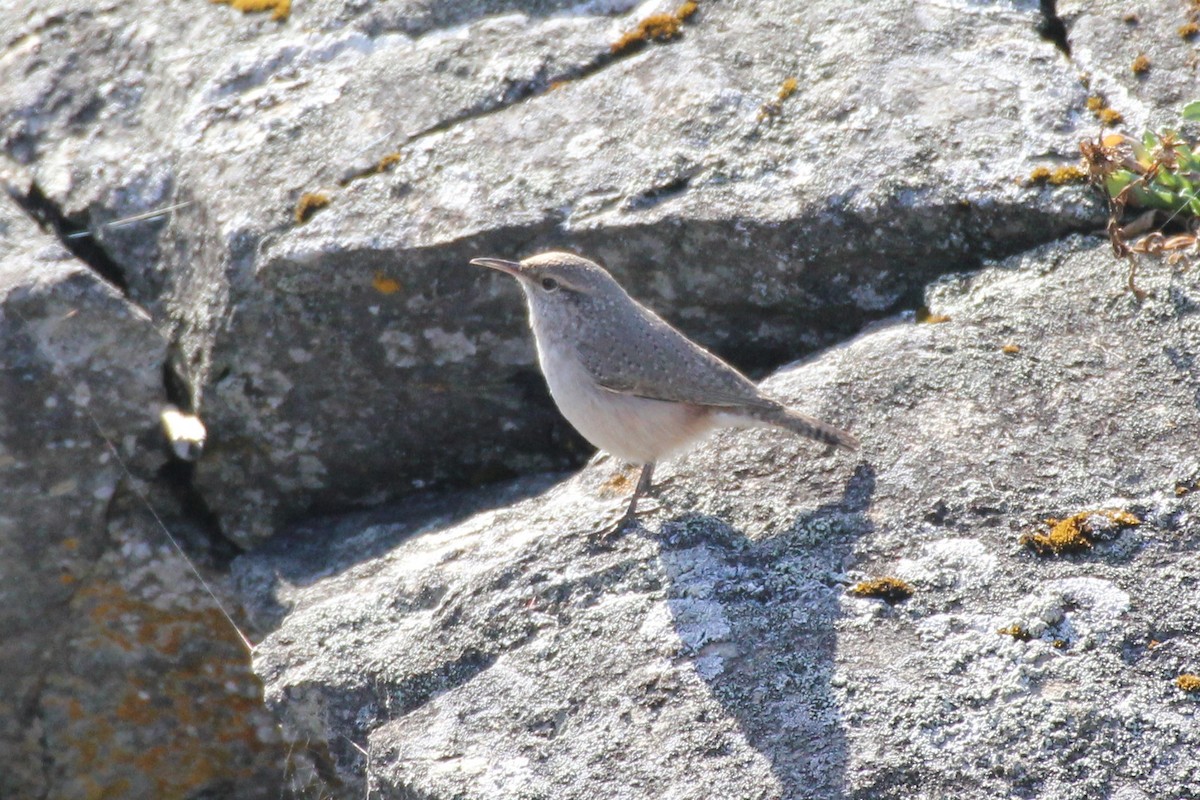 Rock Wren - ML71400591