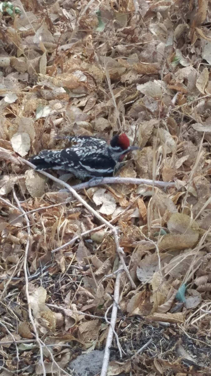 Red-naped Sapsucker - Jim Lewey