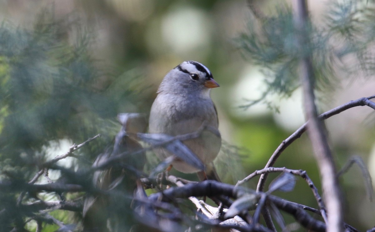 Bruant à couronne blanche (gambelii) - ML71401061